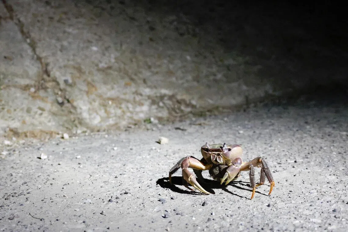 A pregnant mangrove land crab beside a seawall during the annual breeding season at Taijiang National Park in Tainan, Taiwan, on July 3.