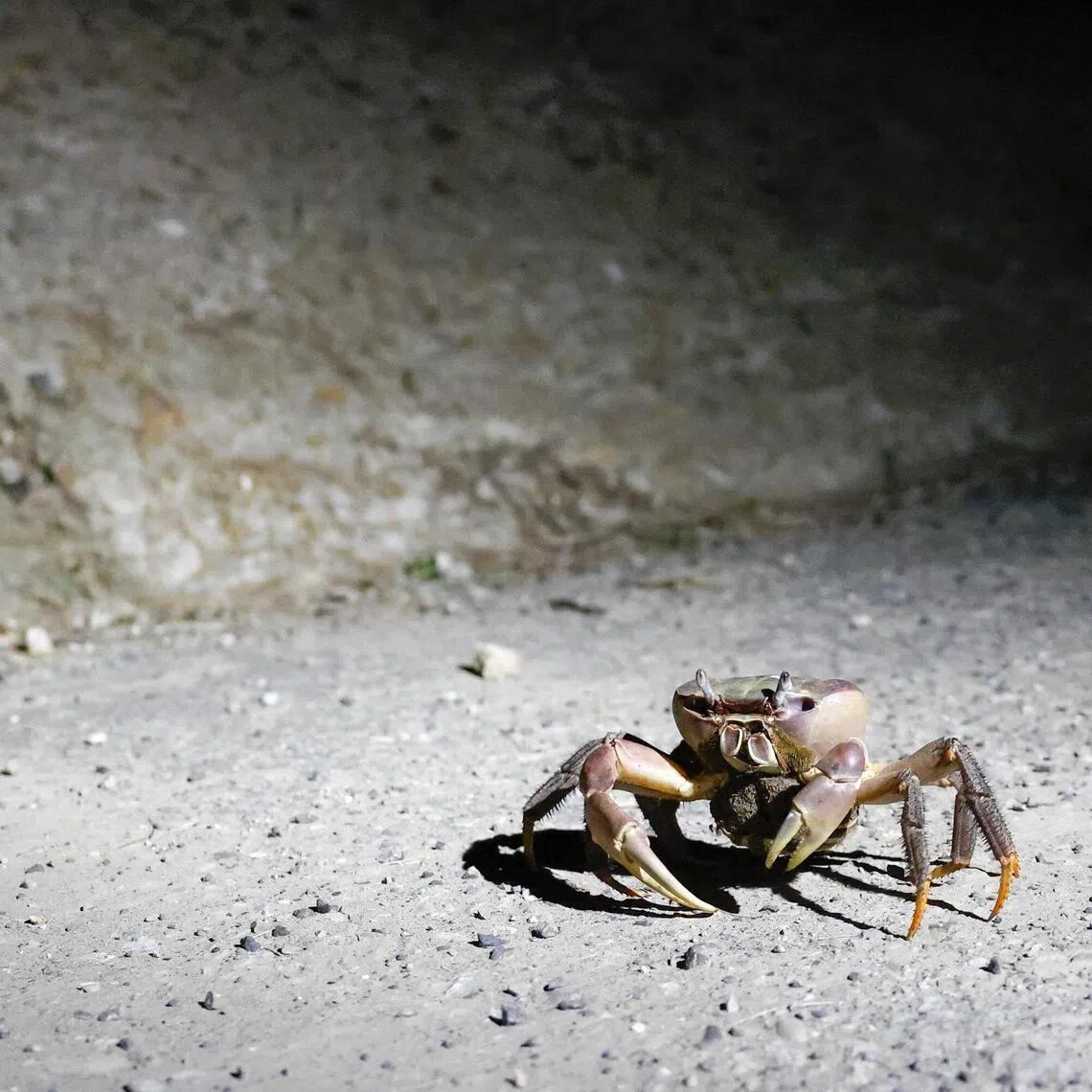 A pregnant mangrove land crab beside a seawall during the annual breeding season at Taijiang National Park in Tainan, Taiwan, on July 3.