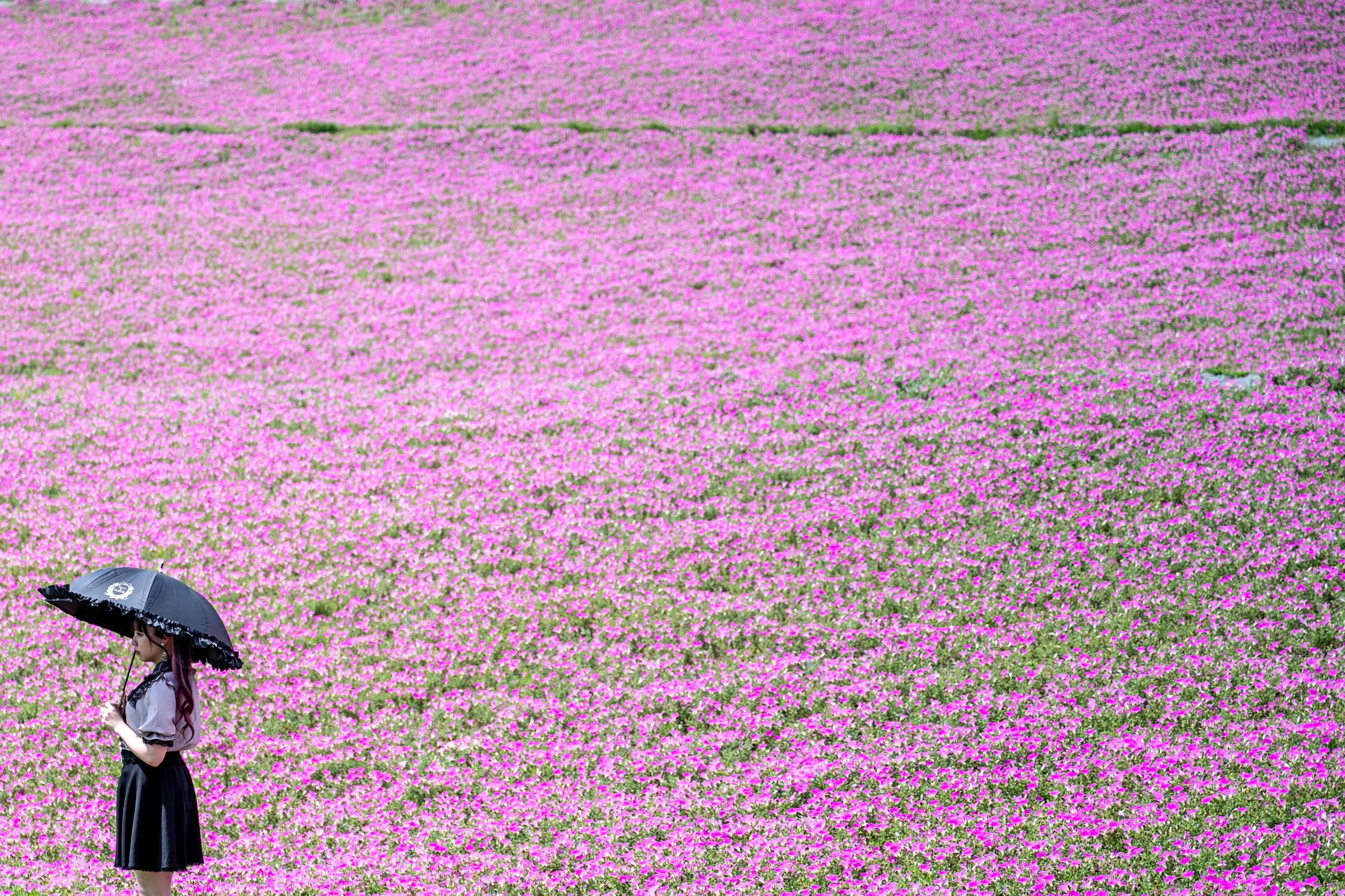 TOPSHOT - A woman visits a hill of petunia in full bloom at Mother Farm theme park in Futtsu city, Chiba Prefecture on August 22, 2026. (Photo by Philip FONG / AFP)