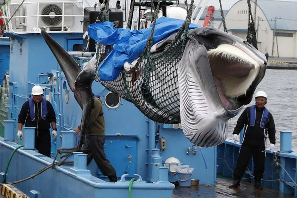 FILE PHOTO: A captured Minke whale is unloaded after commercial whaling at a port in Kushiro, Hokkaido Prefecture, Japan, July 1, 2019, in this photo taken by Kyodo. Mandatory credit Kyodo/via REUTERS/File Photo