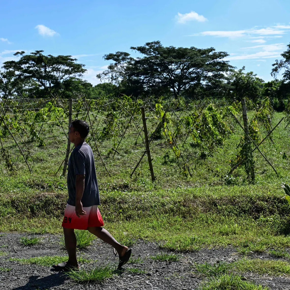 Drier and hotter weather caused by the climate phenomenon is likely to affect rice production the most out of the five major crops assessed, according to the study.
