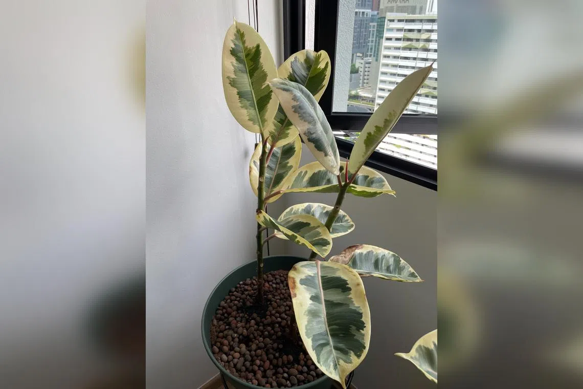 Its brown patches seem to indicate a fungal infection. Remove affected leaves and apply fungicide.