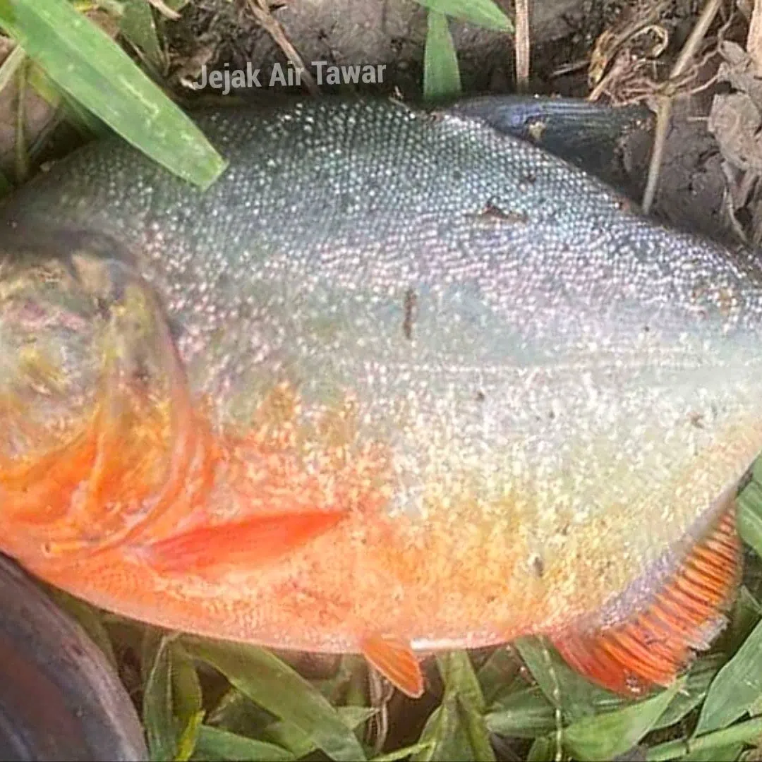 The group said the latest discovery came about a month after the first specimen was found in the area.