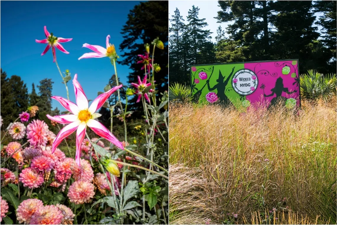 The signature colours of Wicked appear on a poster at the New York Botanical Garden. 