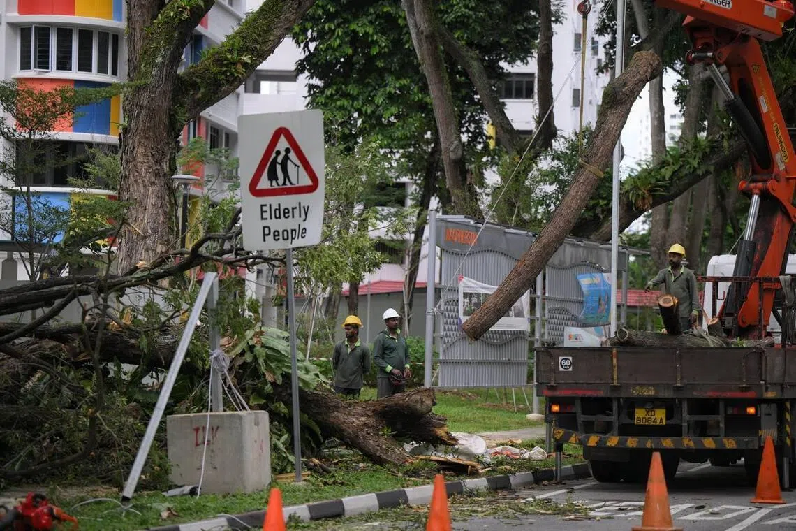 Workers remove bits of a fallen tree along the one-way road in between Block 92 Pipit Road and Block 54 Pipit Road.