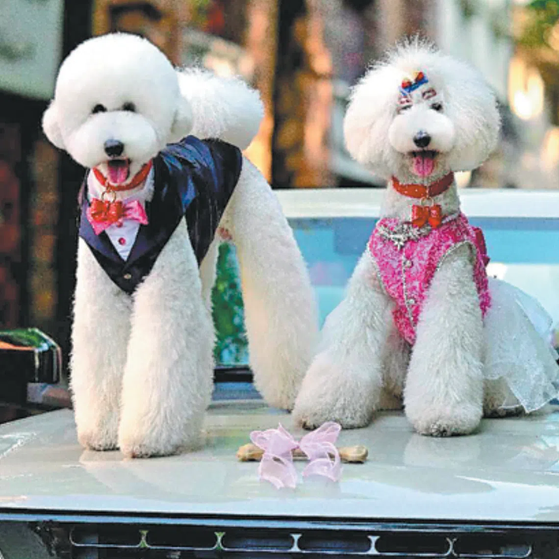 As pet weddings, birthday parties and themed celebrations grow increasingly popular across China, a new lifestyle industry is taking shape.