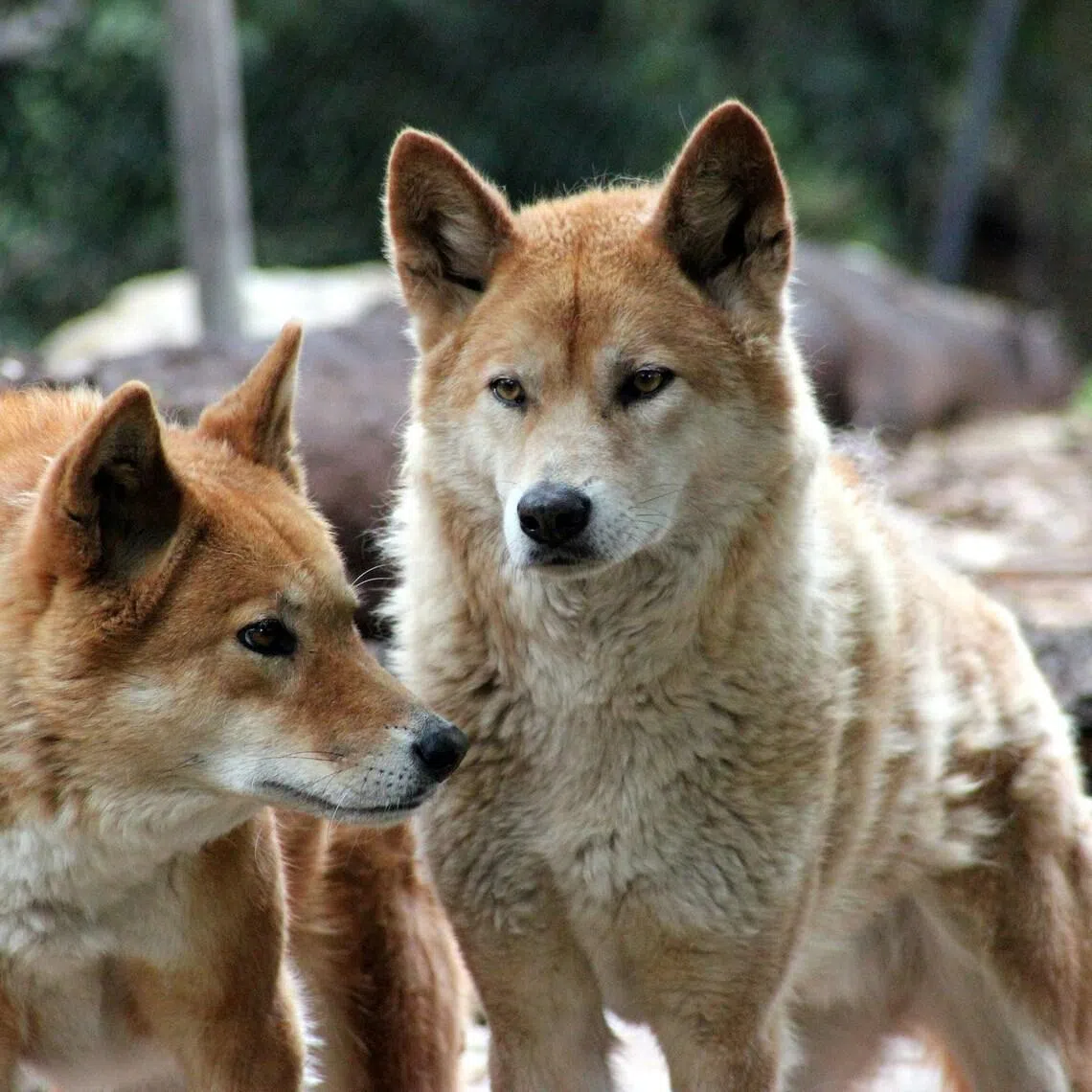 The euthanisation programme has stirred debate about how to manage the local population of dingoes.