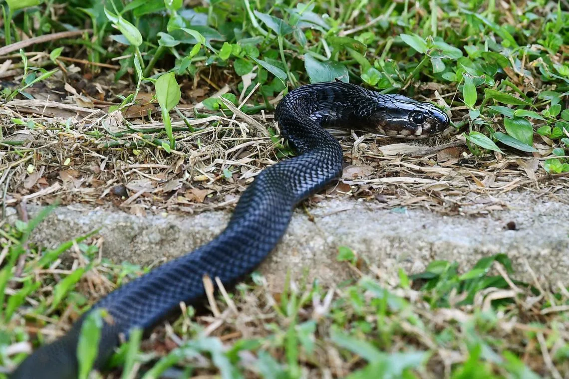 Singapore is home to two species of cobra: the king cobra and black spitting cobra. While they are highly venomous, they are also generally shy creatures which try to slither away from humans, only attacking when provoked, said NParks.