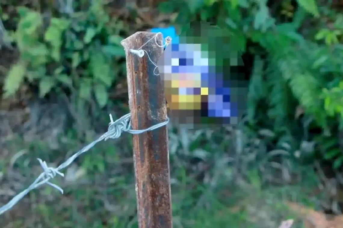 It is believed the crackers were placed on a steel fence built by a farmer to keep away wild animals threatening his crops.