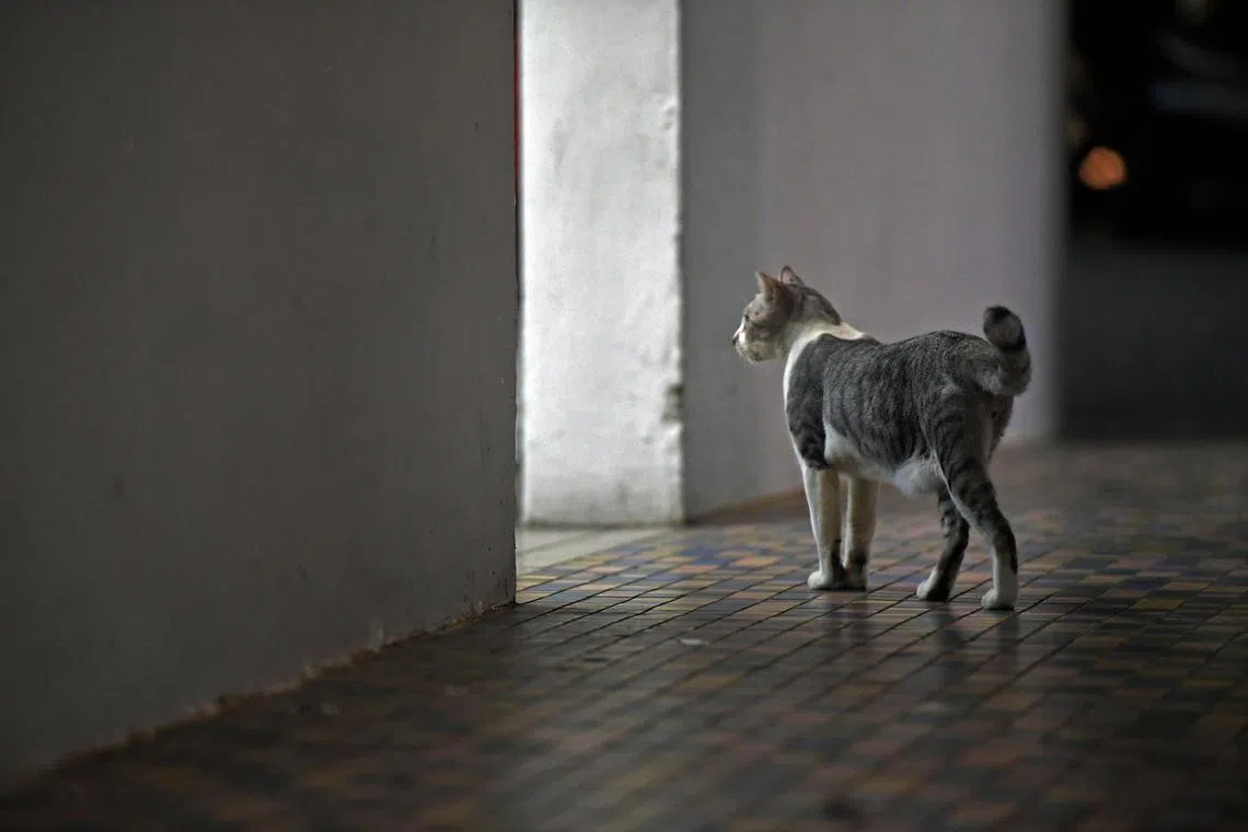 A stray cat at a void deck in Beach Road.