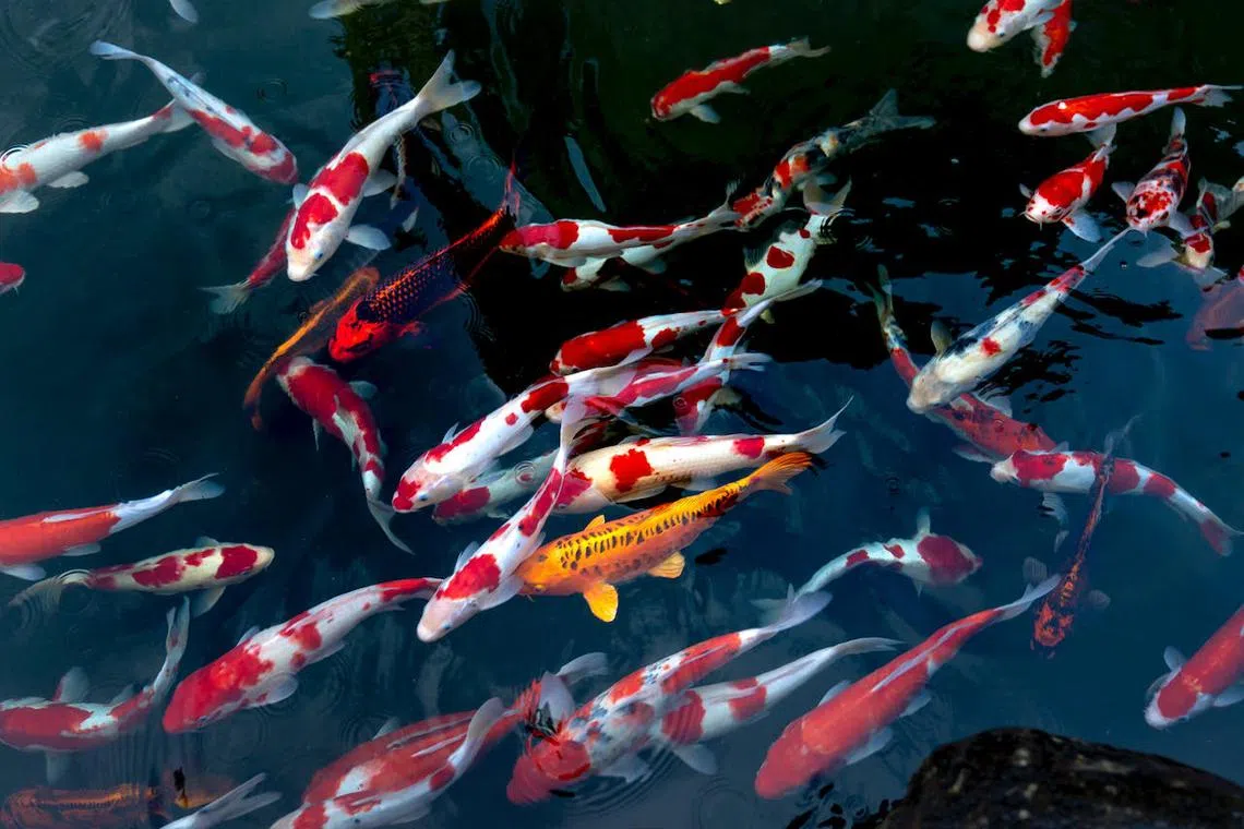 Adorned with beautiful colours and patterns, koi are popular pets that resemble “swimming jewels”.