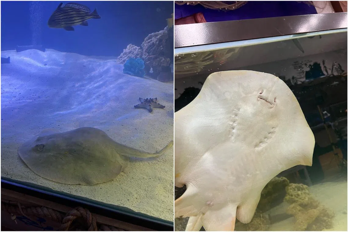 Charlotte the stingray, housed in a small town aquarium in the US, is expecting offspring without ever having shared a tank with a male of her kind, making her a local sensation as well as a scientific oddity. 