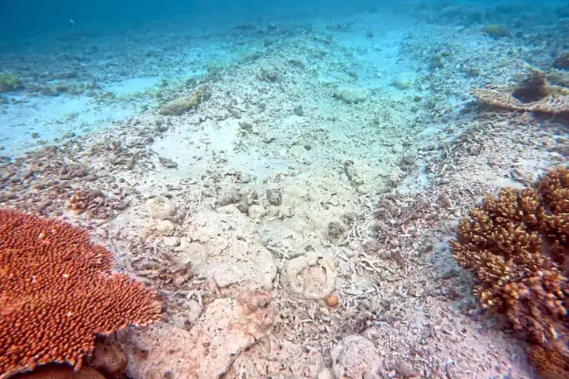 A conservationist claimed the dredging works have damaged reefs on the western side of the island.