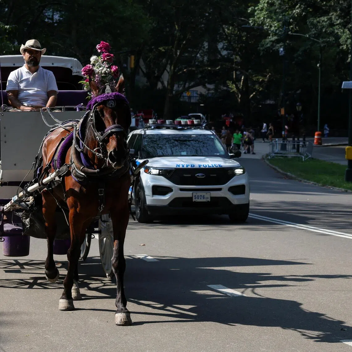 A horse-drawn carriage travels through Central Park in front of a NYPD vehicle in New York City, on Aug 7, 2025. 