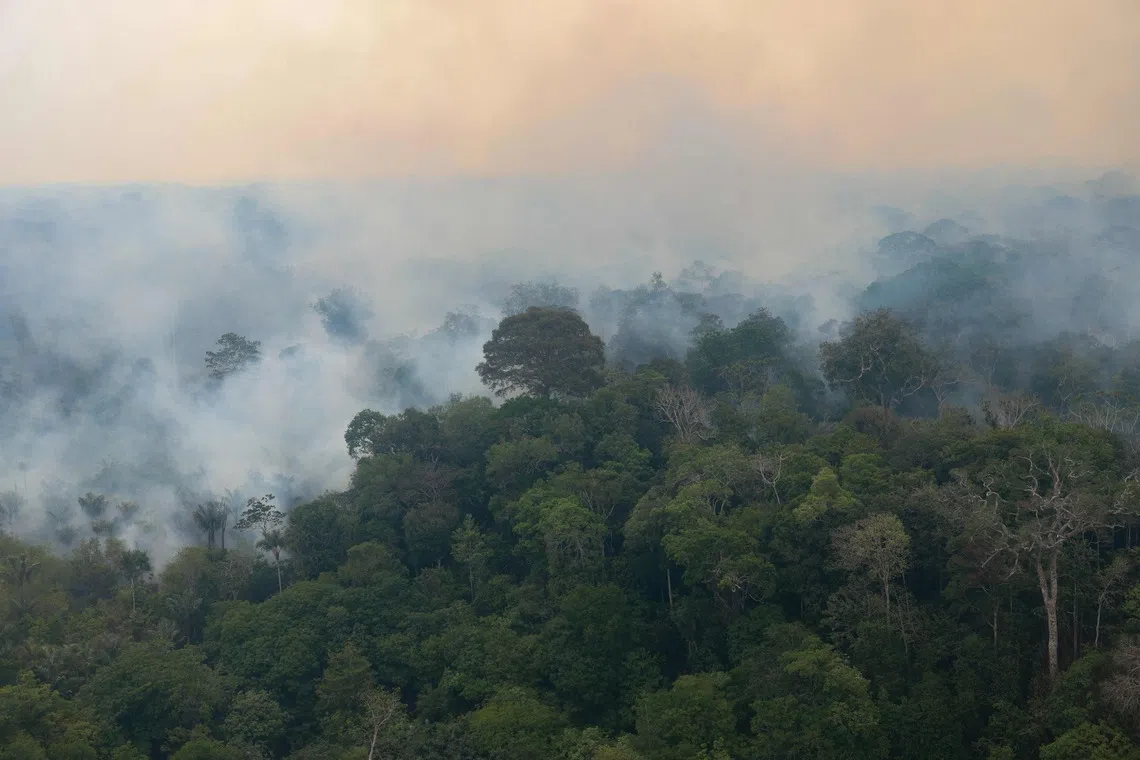 Deforestation in Brazil Amazon hits nearly four-decade low | The ...