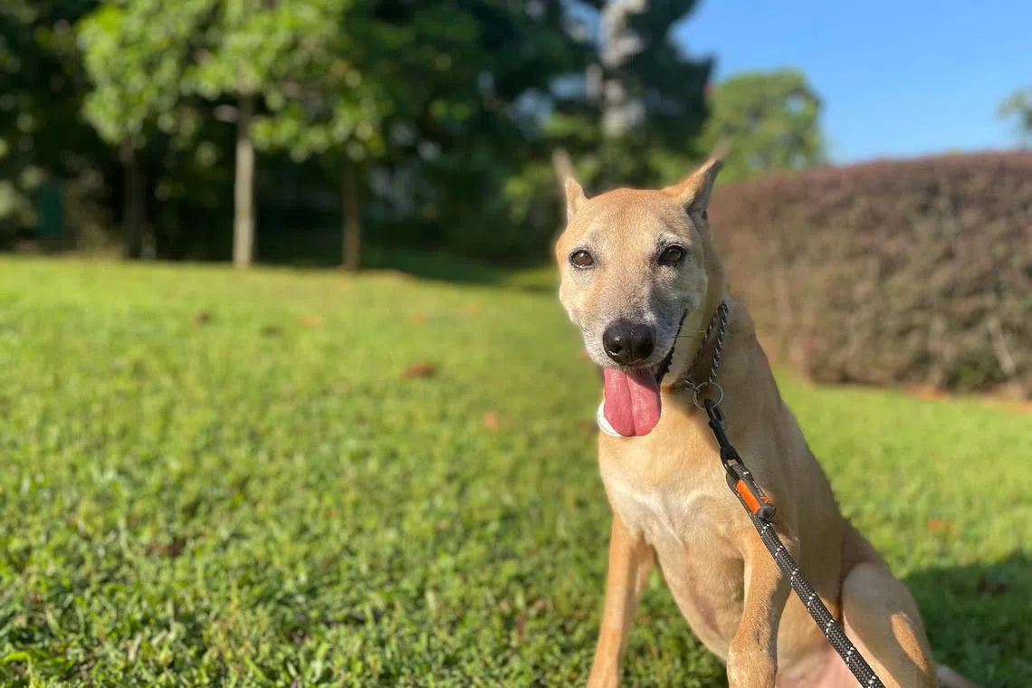 Hugo is a nine-year-old Singapore Special who loves walks and being outdoors.