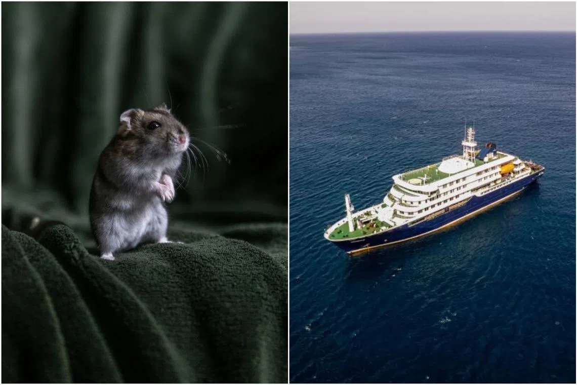 Hantavirus is most commonly transmitted by breathing in particles of dried rodent droppings or urine.