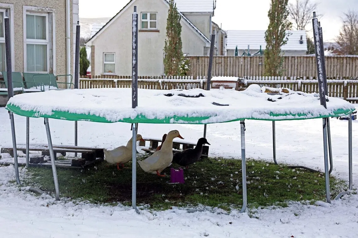 Ducks shelter under a trampoline in the village of Cargan, Northern Ireland, November 20, 2025. REUTERS/Cathal McNaughton TPX IMAGES OF THE DAY