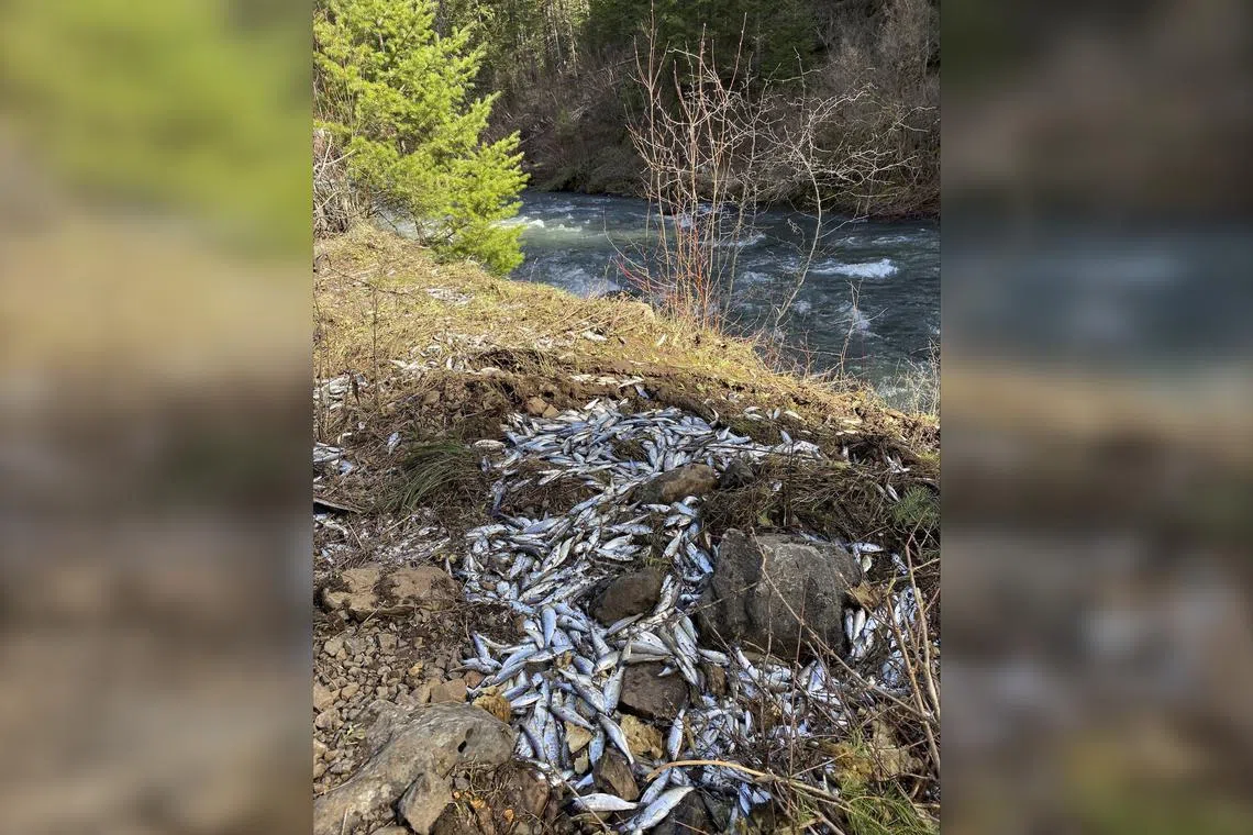 About 77,000 smolts made it into the creek when the tanker overturned.
