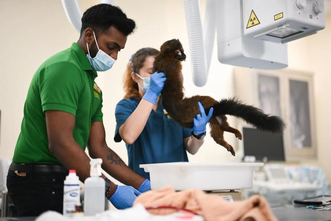 The red-bellied lemur after being weighed at the Wildlife Healthcare and Research Centre on June 9.