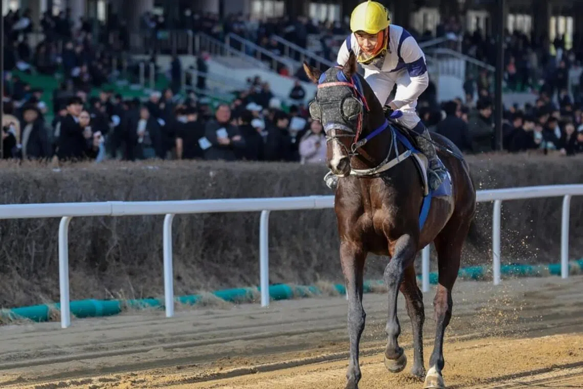 Speed Young (Jo In-kwon) returning to scale after his victory in the Listed Segye Ilbo Trophy (1,200m) in Seoul on Feb 15.