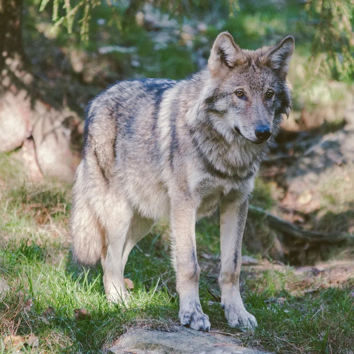 The Wolf Conservation Centre estimates there are around 7,600 gray wolves in the contiguous United States.