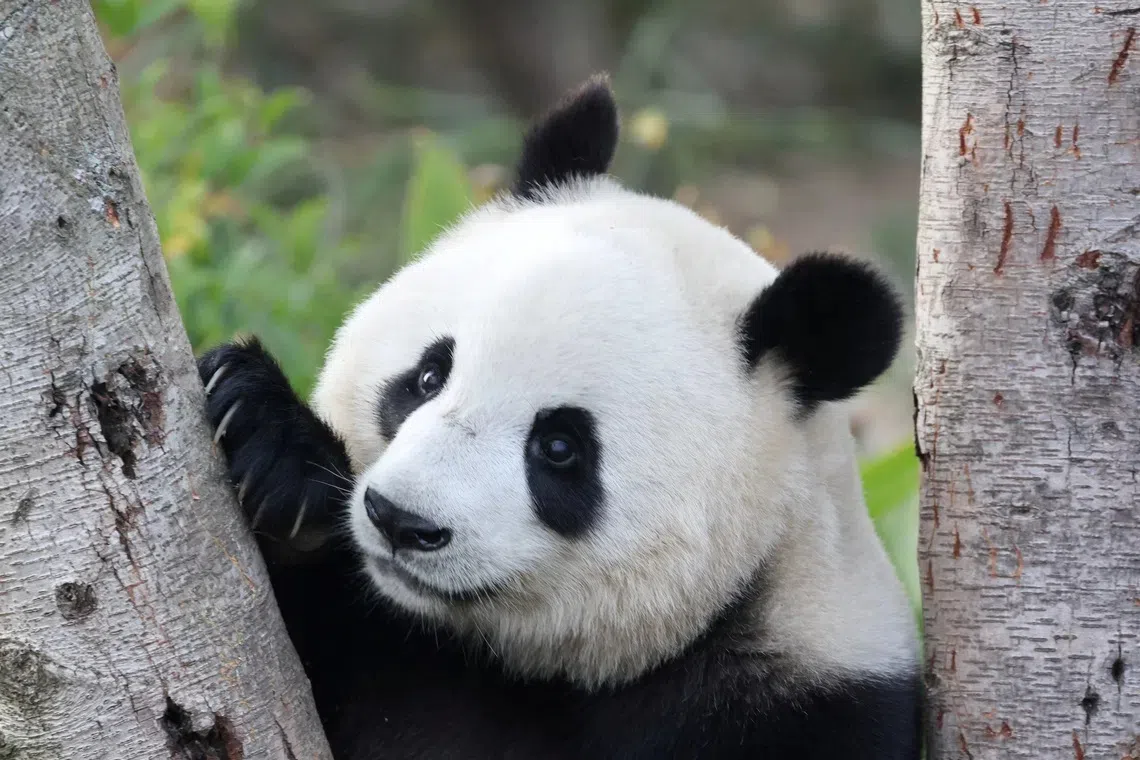 China closely controls the exhibition of pandas, one of its prized national symbols.