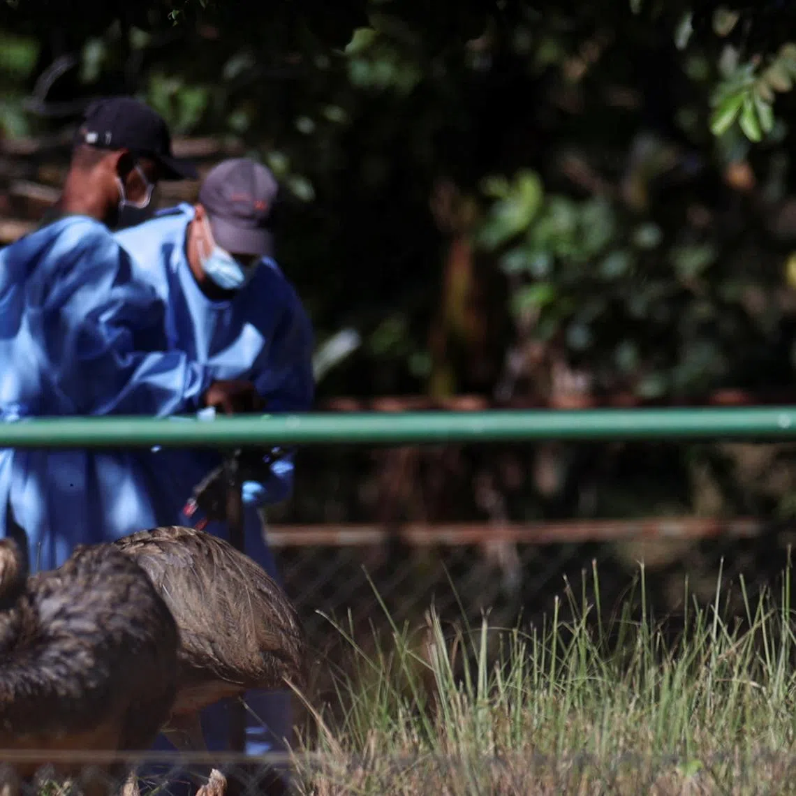 FILE PHOTO: People wearing hazmat suits feeds greater rheas, after a confirmed outbreak of bird flu found in two birds in the Zoo, in Brasilia, Brazil June 4, 2025. REUTERS/Adriano Machado