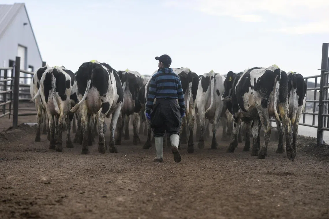 A third farm worker in the United States has been found to be infected with bird flu, heightening concerns about an outbreak among dairy cattle first identified in March.
