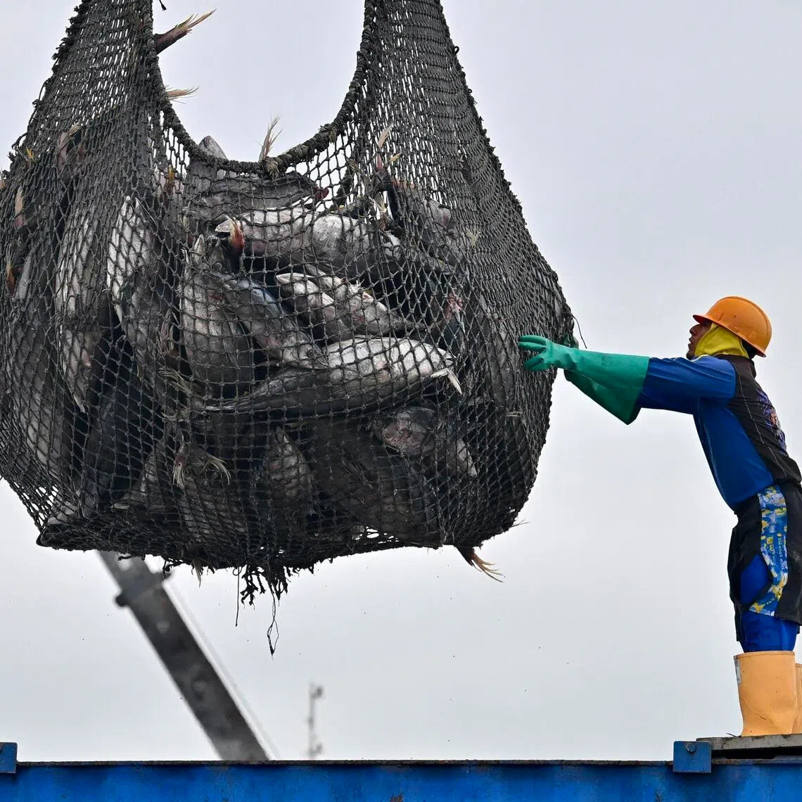 Mr Trump’s proclamation said the plants and animals in question were already protected under existing laws, making a ban on commercial fishing unnecessary.