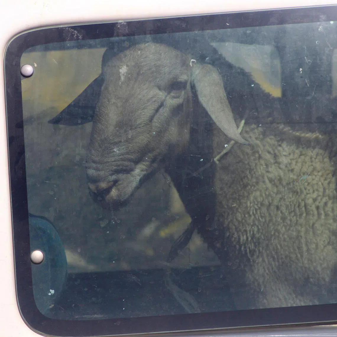 Settlers stole around 45 sheep from the home of Palestinian shepherd Sameeha Rasheed.