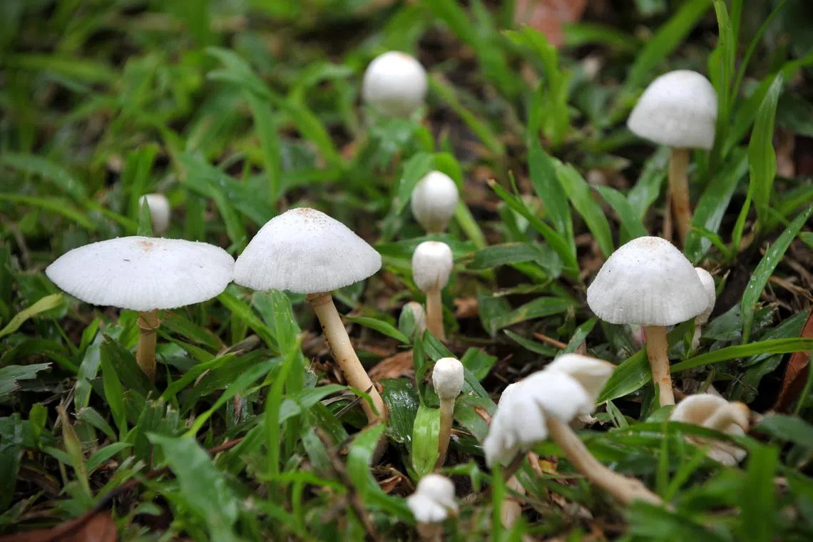 Most fungi cannot survive on the human body, and our immune systems take care of those that try. But climate change could alter this, says the writer.