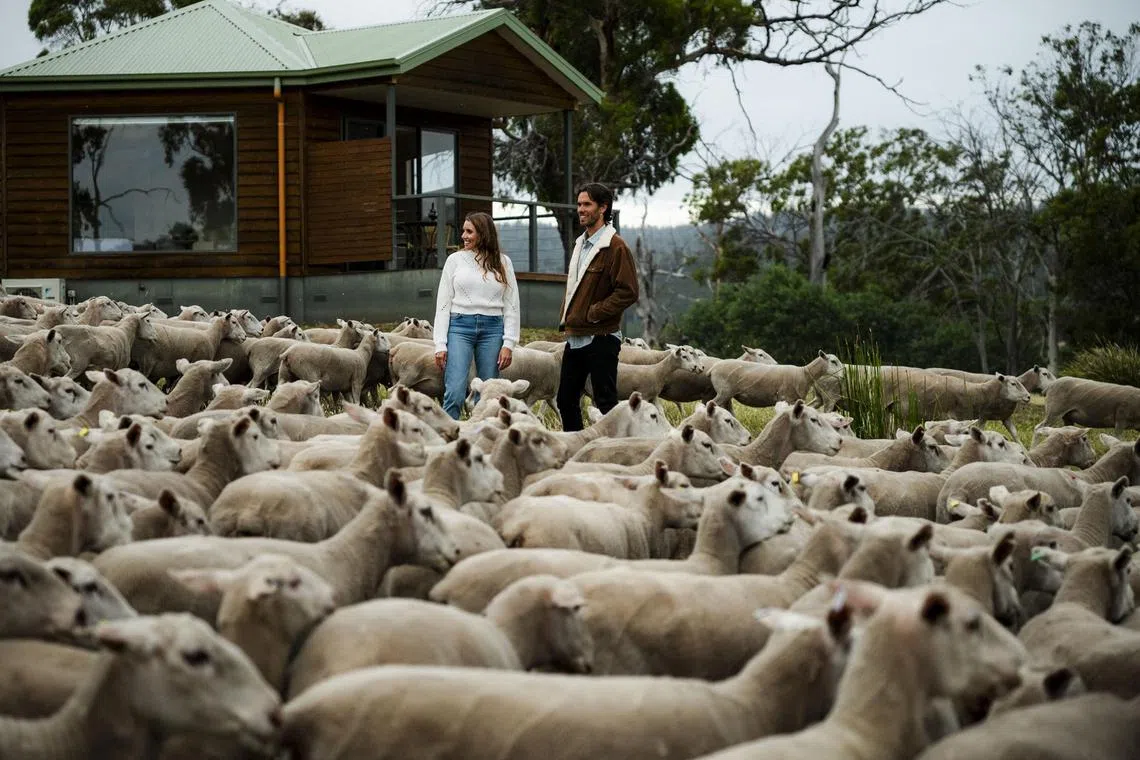 Curringa Farm spans over 300ha of land, with around 3,000 sheep that roam free.