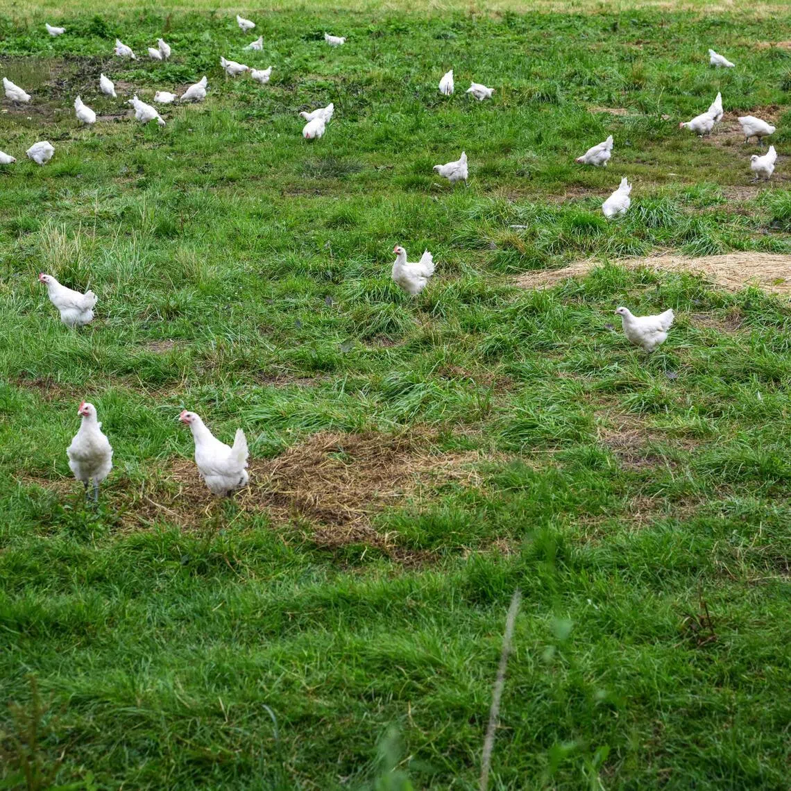 Chickens at a Bresse poultry farm in Saint-Cyr-sur-Menthon, near Macon, on June 3. 
