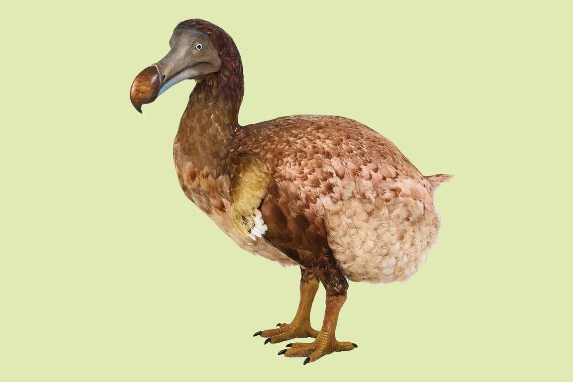 What the dodo symbolises has changed over time.