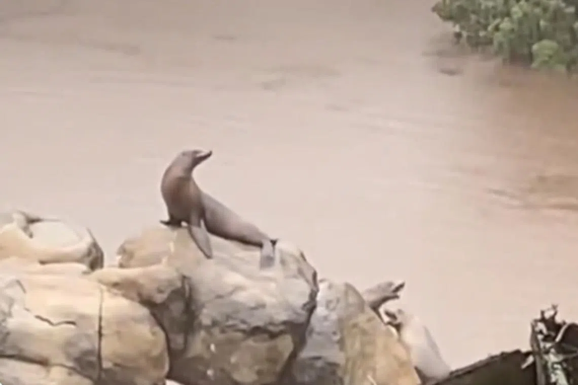 Workers monitored Sally’s movements as she explored the area around the enclosure.