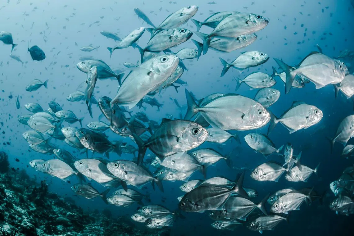 On average, the fish stocks across the world that the study examined were at healthy levels.