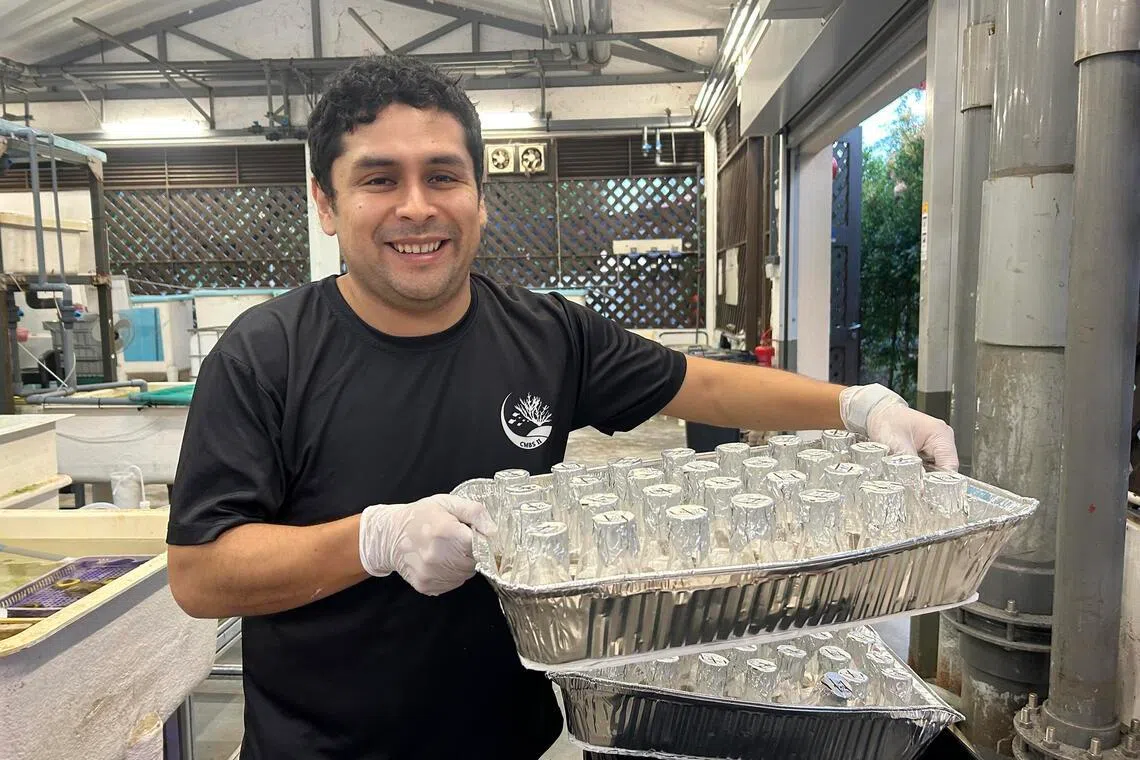 Postdoctoral researcher Joao Pereyra with flasks containing coral fragments in a dilute bath of bacteria.