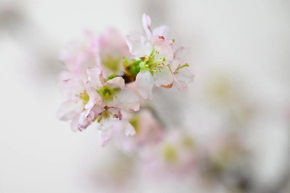 The term “hothouse flower” metaphorically describes individuals who have led sheltered lives.