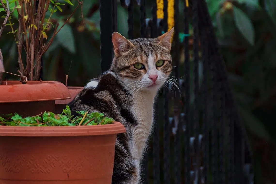 Activists argue that novice hunters might accidentally take out someone’s beloved pet instead of a feral pest.