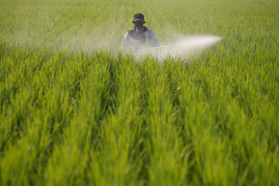 A farmer sprays pesticide at a paddy field in Sekinchan, Malaysia, on  Oct 6. 
