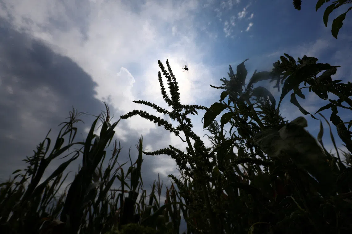 Tall green plants silhouetted against a cloudy sky with a small bird flying.