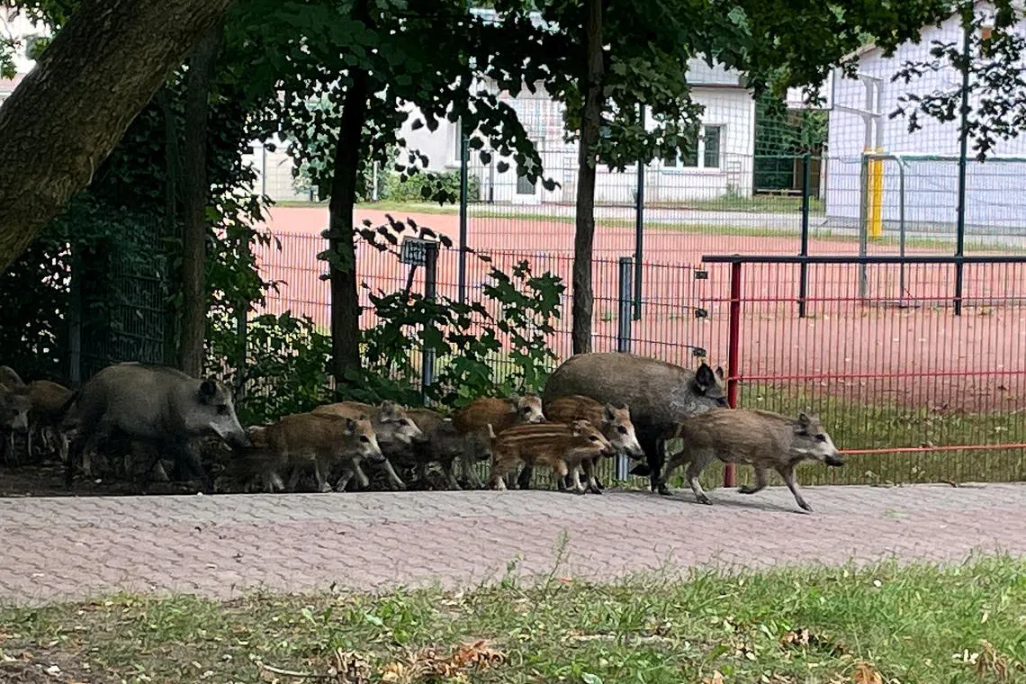 Some of the boars tested in the new study carried far higher radioactivity levels, with the contamination ranging from 370 to 15,000 becquerels per kilogram of meat.
