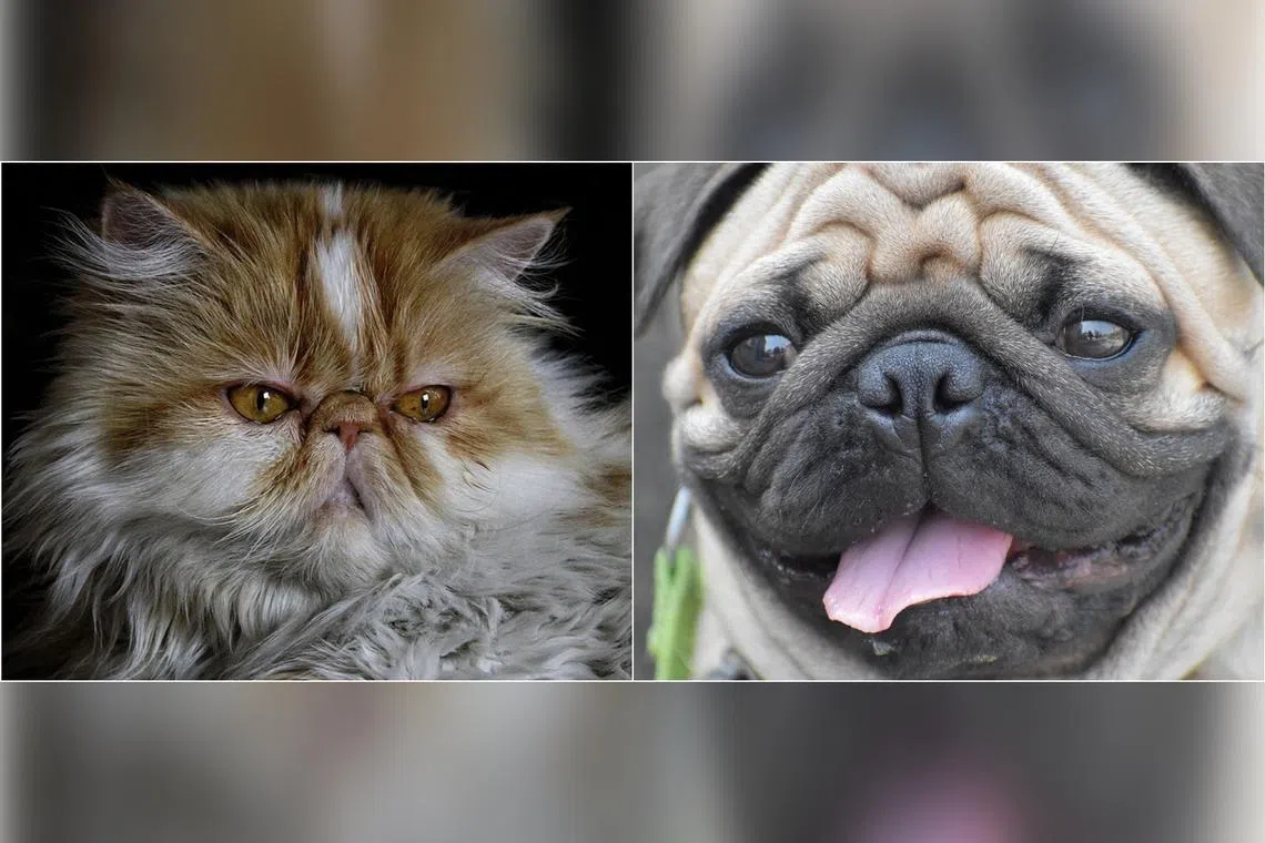 Despite their distant histories, many breeds of cats and dogs show striking similarity in skull shape.