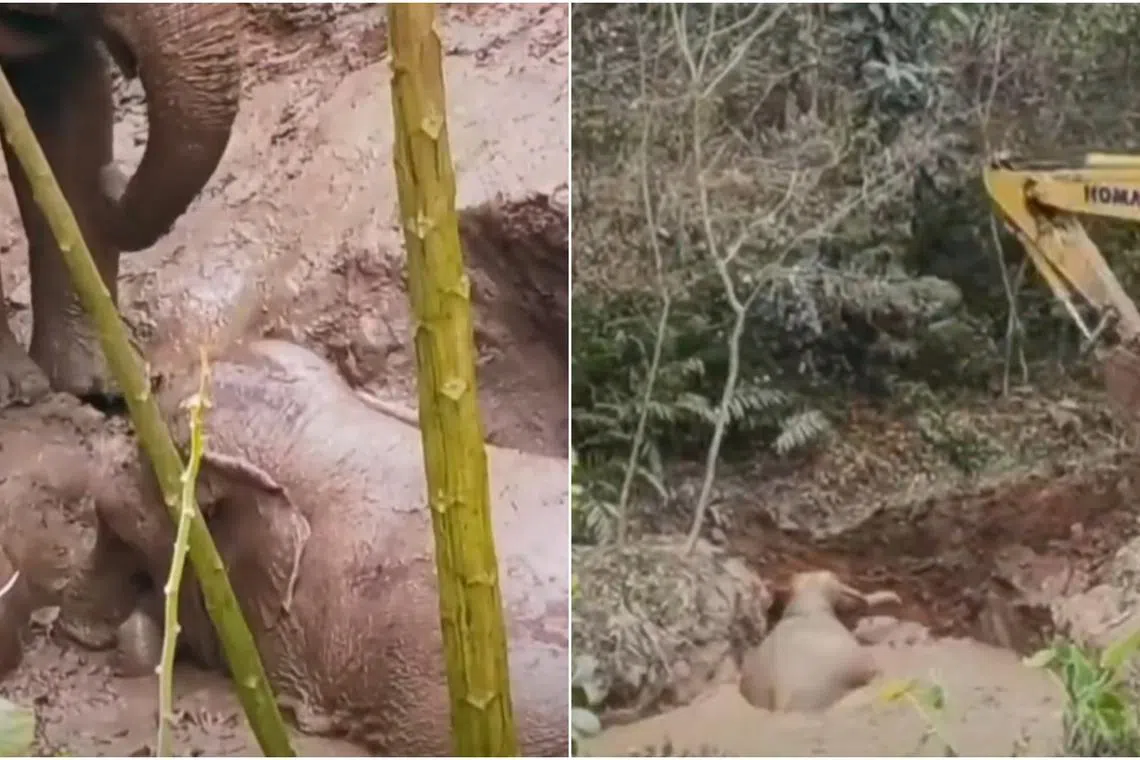 The elephant was struggling to get out, with another trying to pull it out using its trunk and legs.