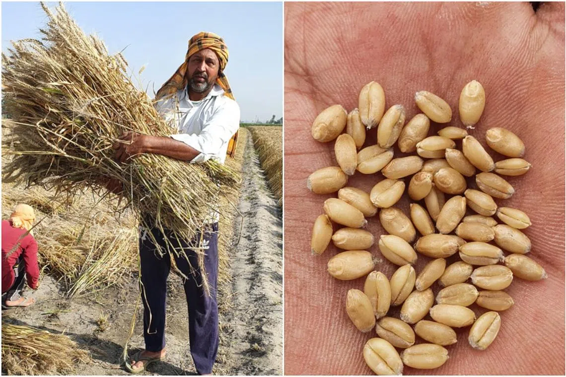 Farmer Jaspreet Singh Gill from Punjab was one among the farmers who planted PBW 826 in November 2023. He recorded a higher yield in 2024. 