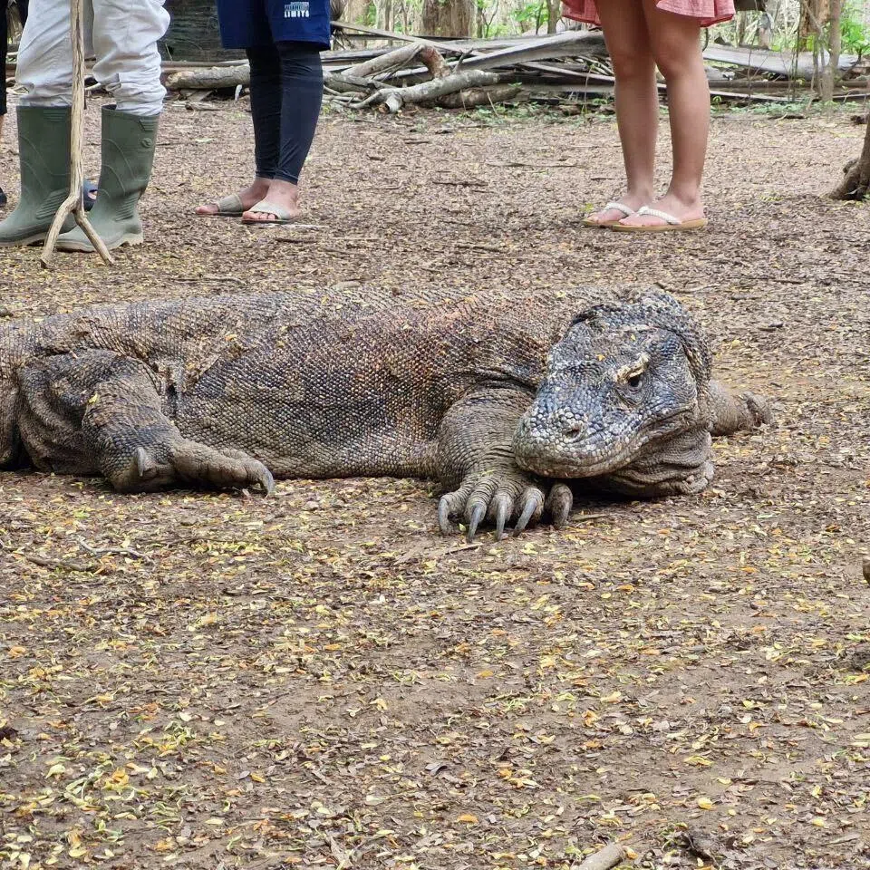 The Komodo dragon is the world's largest living lizard, capable of reaching up to 3m in length and more than 70kg in weight.