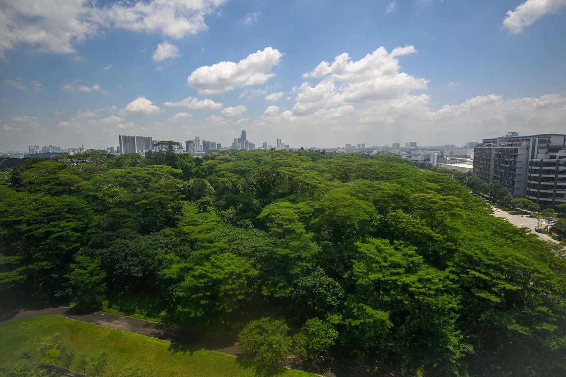 Forested land off Admiralty Road West on Aug 22, 2025. It will make way for industrial use in the upcoming Woodlands North Coast district. The vegetation covers 10.4ha of the project site ? 37.7 per cent of it.