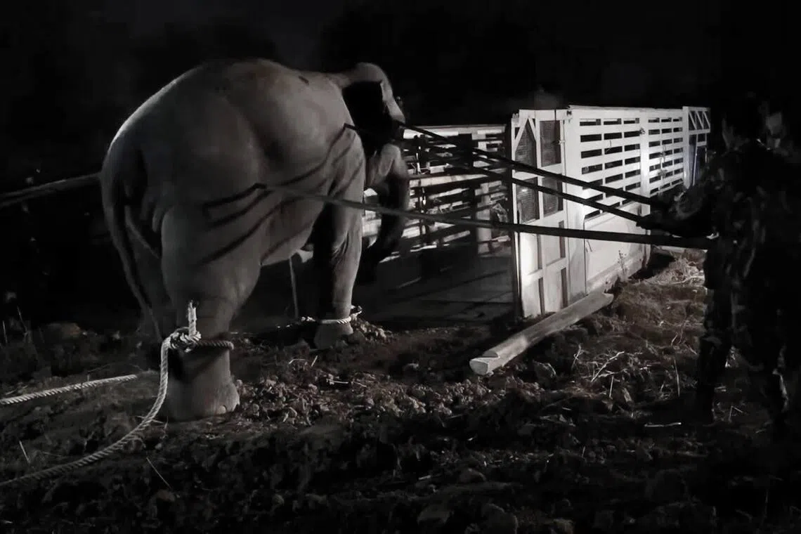 Wild elephant in Thailand dies en route to sanctuary