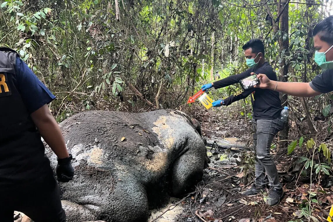Police officers on Feb 5 examine the scene where the carcass of a Sumatran elephant was found in a forest concession area of PT Riau Andalan Pulp and Paper.